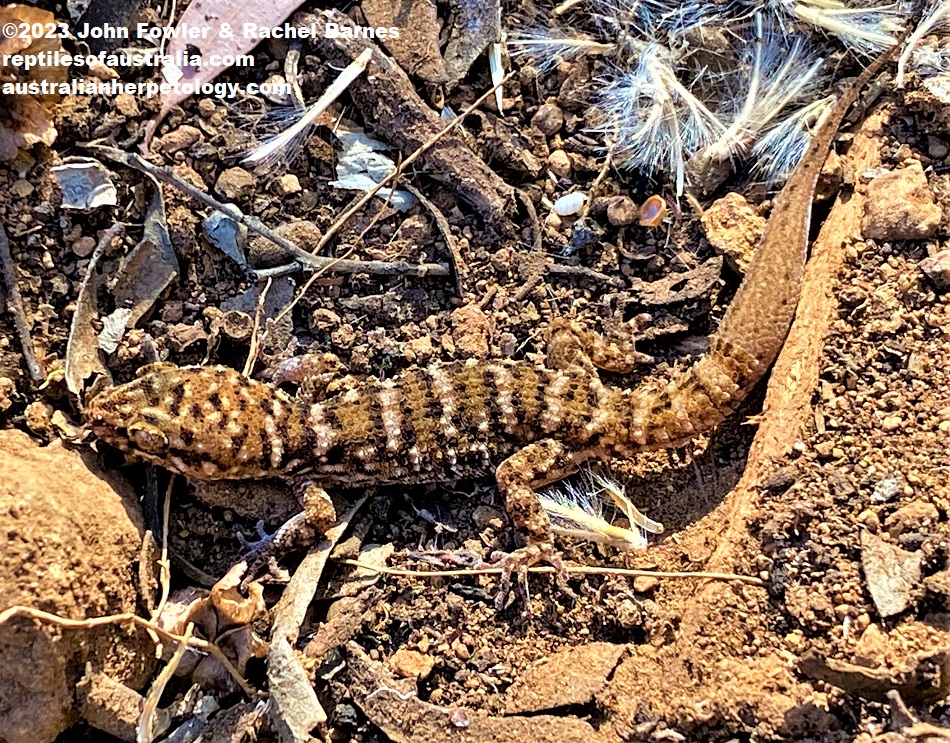 Bynoe's Gecko (Heteronotia binoei) with a regrown tail photographed north of Mannum, SA